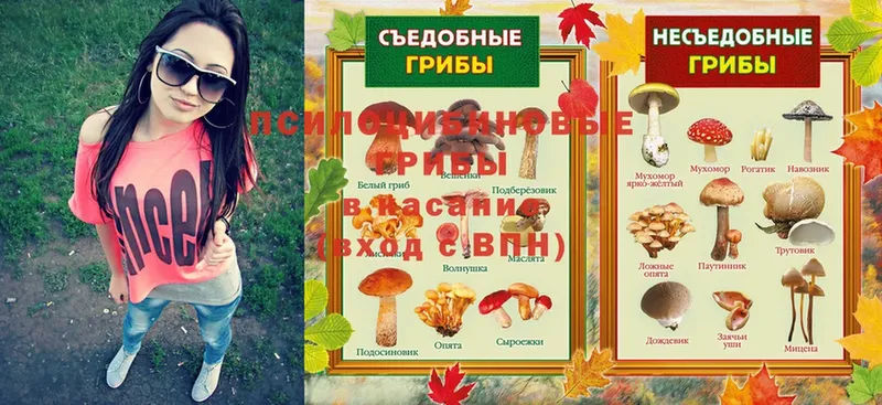 Галлюциногенные грибы Psilocybe  Егорьевск 